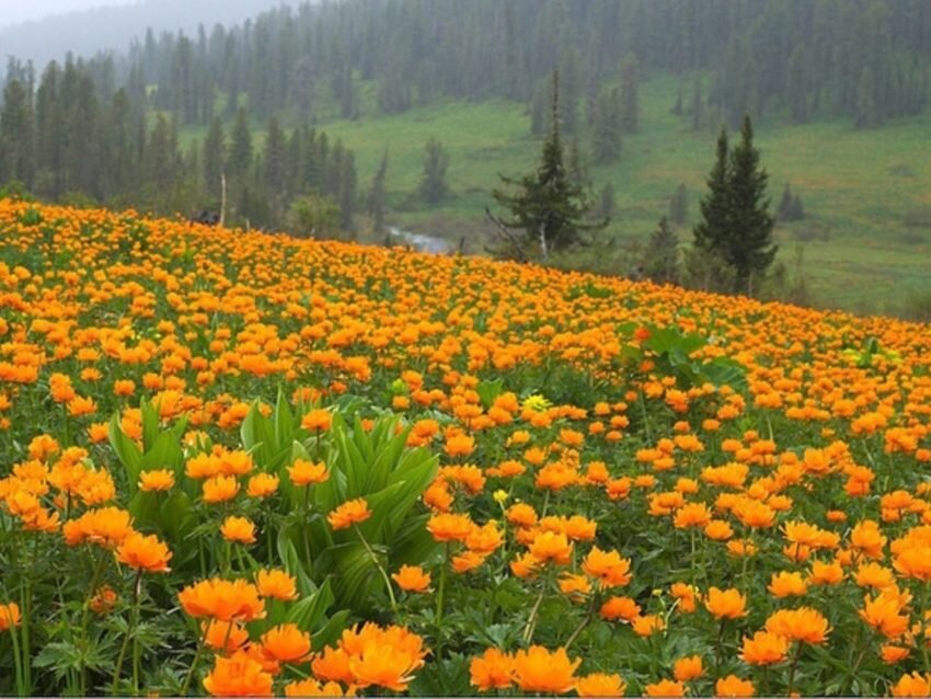 Сияющие жарки: сибирские розочки предвещают лето