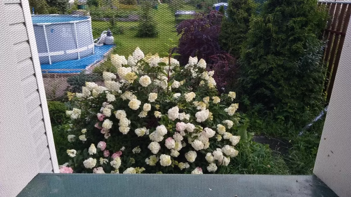 Зеленая гордость сада: метельчатая гортензия привлекает внимание