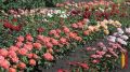 Кантемировка утопает в розах: высажено 900 новых саженцев