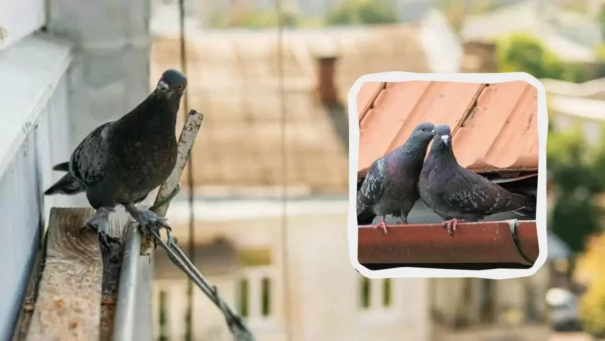 Как отпугнуть голубей: простые советы для вашего балкона и крыши