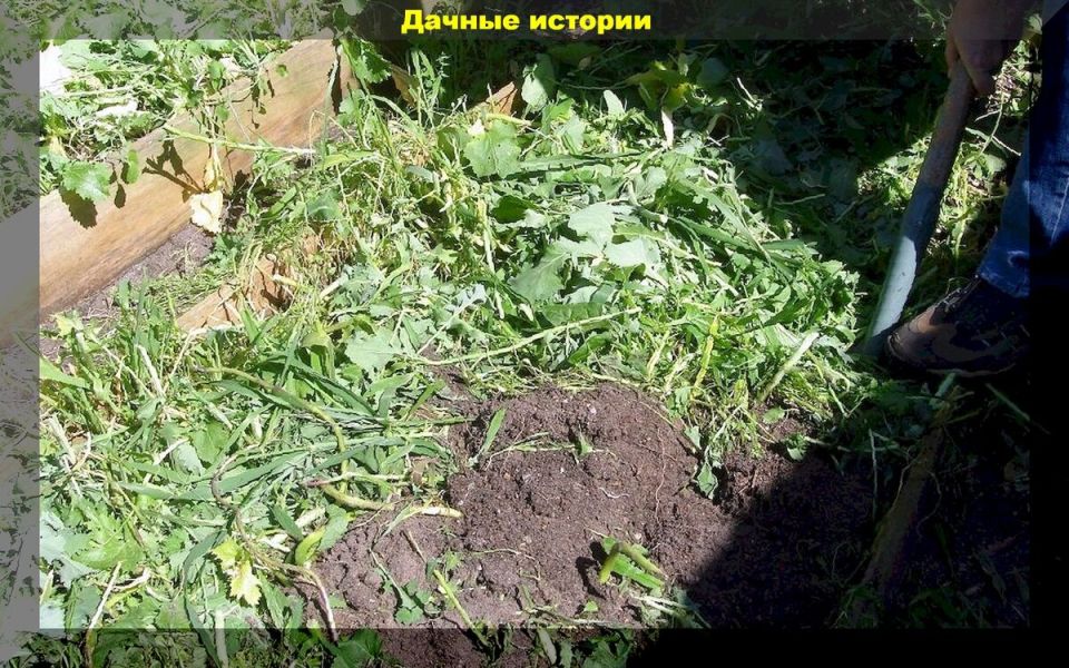 ������� ��������� ������ ��������: ��� ������� ����������� ���������� ����� �����?