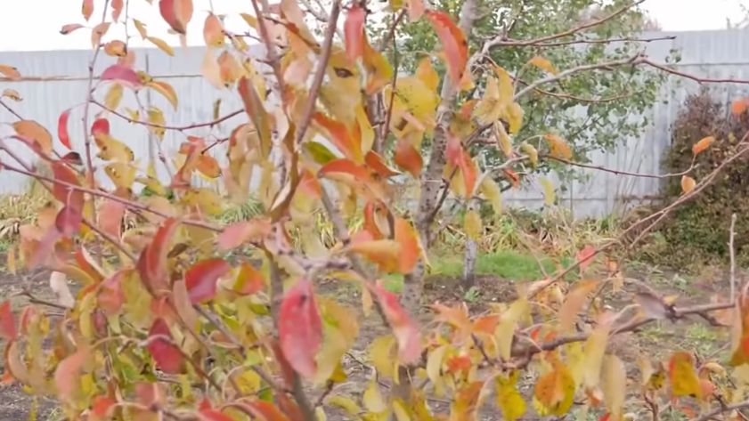 ��� �������� ������������ ����� �� ����������: ������ �������� ��������