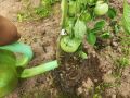 Как спасти томаты от вершинной гнили: три незаменимых удобрения