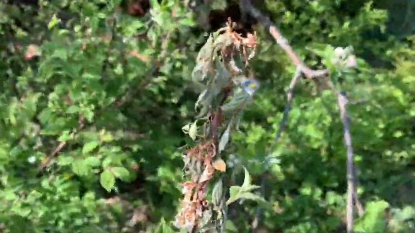 ������ ����� �� ���������: ����������� ������� � �����������