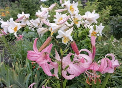 ������� ������� ������� �����