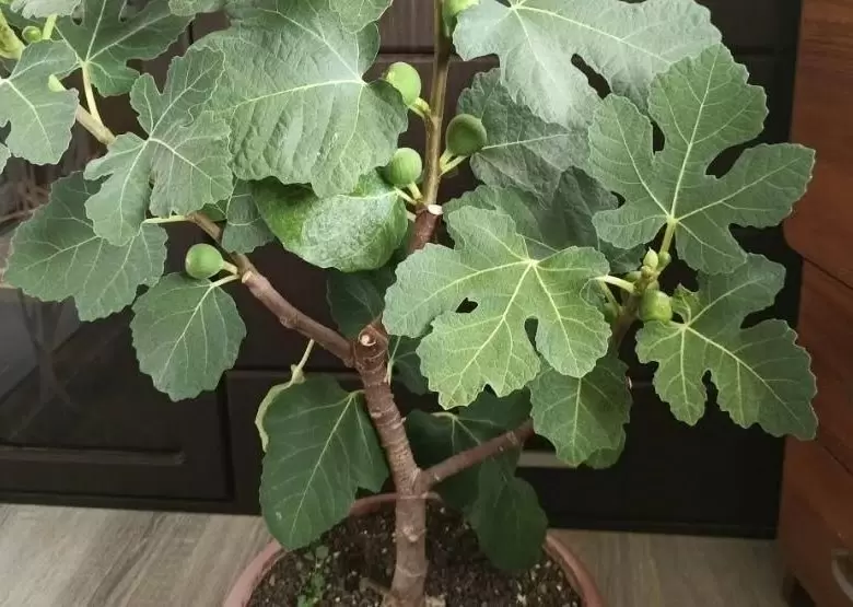 Инжир в доме: как вырастить и насладиться экзотическим вкусом