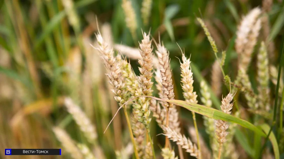 Вице-губернатор Ратнер оценил готовность аграриев к посевной