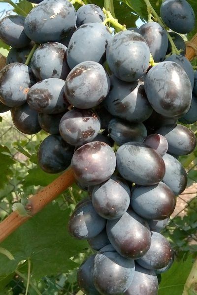 �������� ��������: ��� ������� ������� ����� � ����������� ������