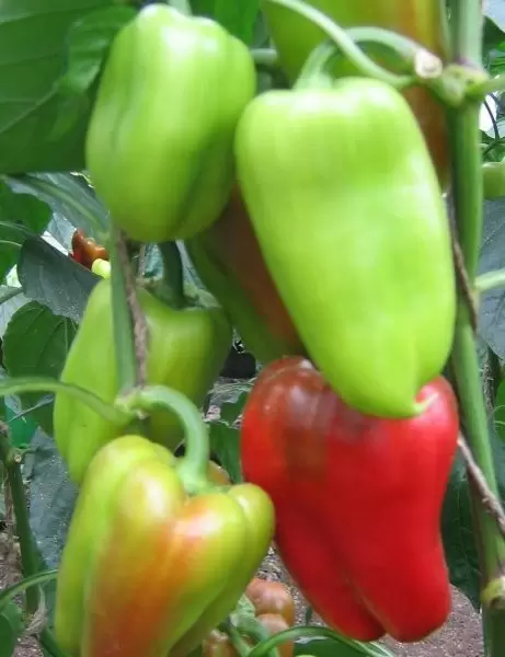 Перец «Снежок»: идеальный партнер для теплицы с ранним урожаем