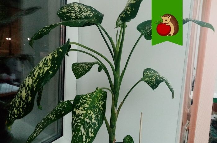 ��� �������� � ����������� �����������: ������� ������� ��� ���������� ���������