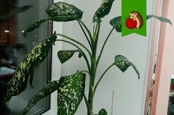 Как бороться с пожелтением диффенбахии: простые решения для заботливых садоводов