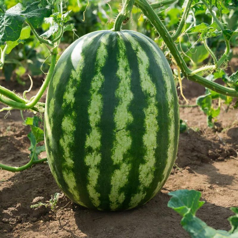 ������ ��� ���������� ����: 7 ������, ������� ��������� ��������