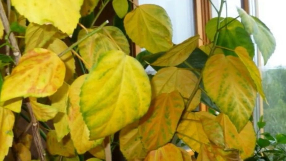 ��� ������� �������� ��������� ����: ������� ����� ������