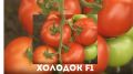Томаты «Холодок»: как вырастить урожай даже в суровых климатических условиях