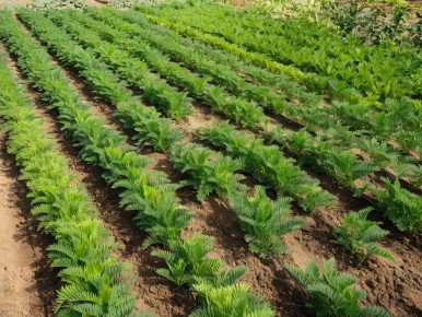 Тайны урожая: что мешает моркови и свекле расти в июле?