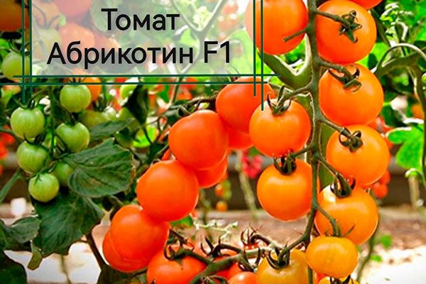 ������ ����� ���������: ��� ��������� ������ ����� � ���������� ������