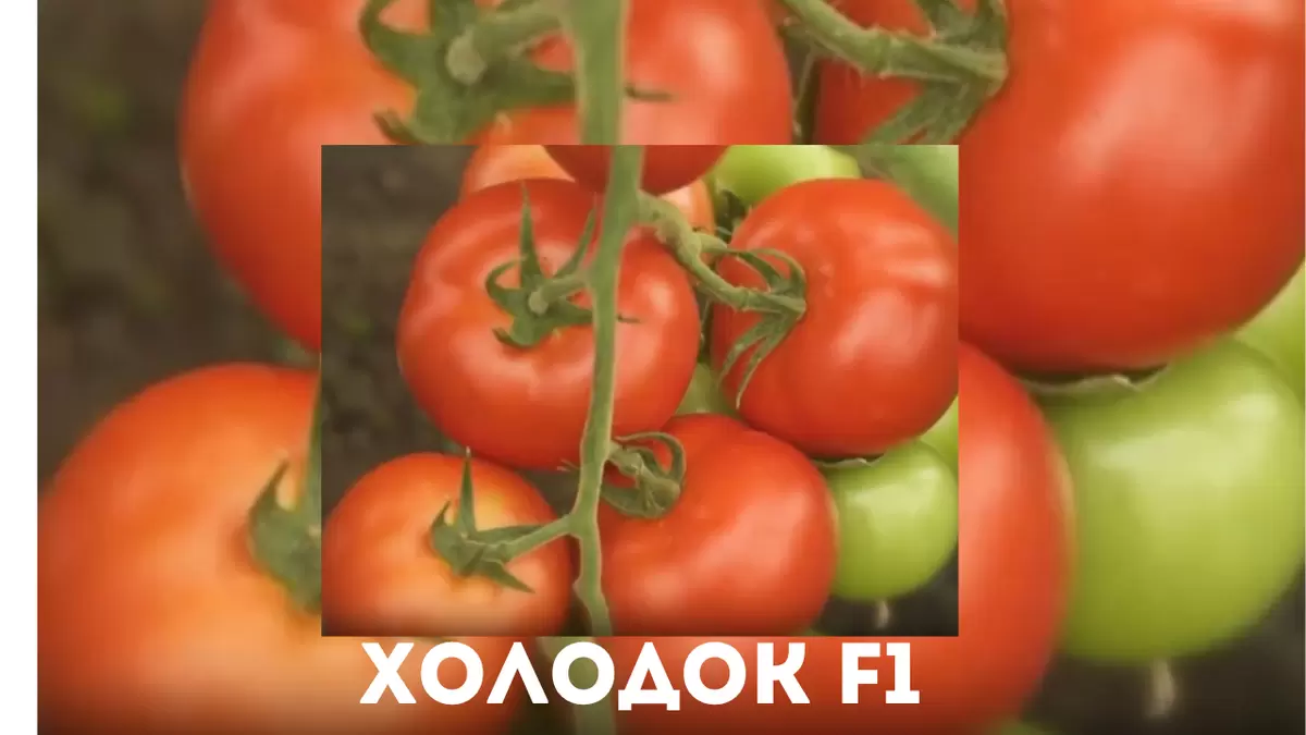 Томаты «Холодок»: как вырастить урожай даже в суровых климатических условиях