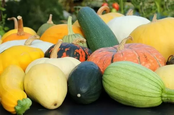 Как сохранить кабачки и тыквы до следующего урожая: секреты успешного хранения