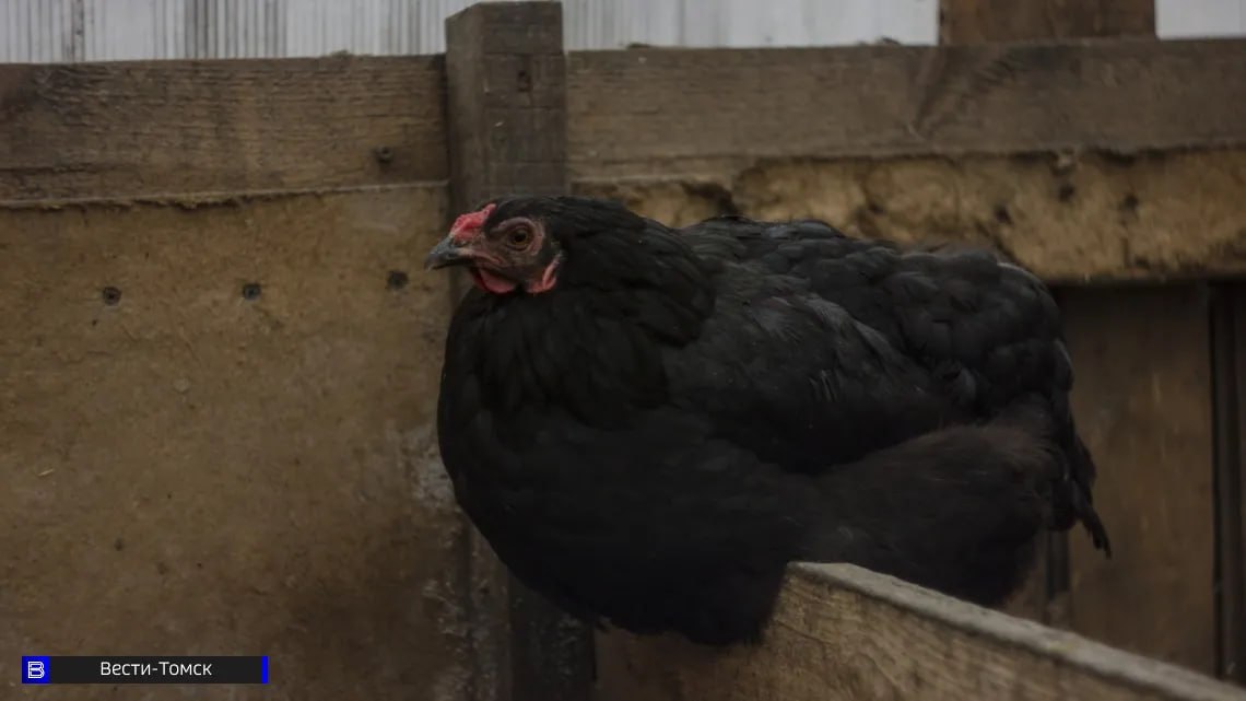 Томичам рассказали, как защитить домашний скот в период весеннего половодья