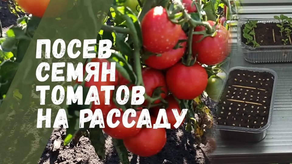 ��� ��������� ������� ������ �������: ������ ��� �����