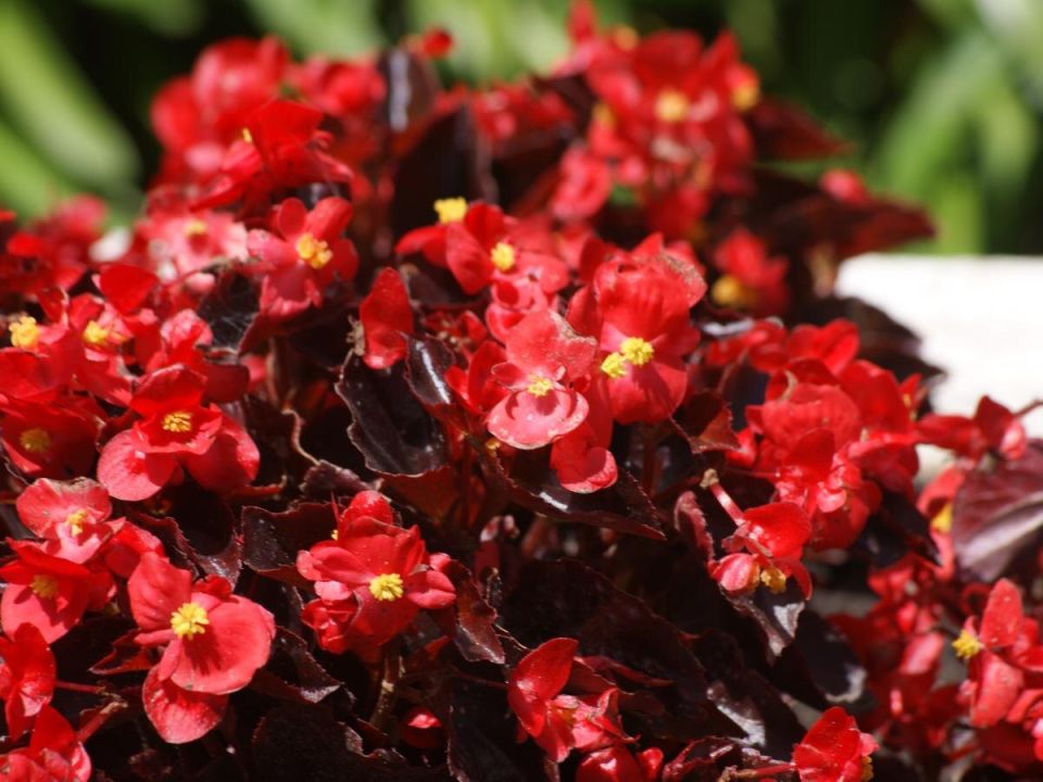 ����� ������ �� ����� �� �������� �����: ��� ��������� �������� � ��������