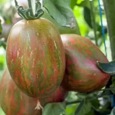 Экзотический томат для вашего огорода: как выращивать мавританскую зебру с богатым вкусом