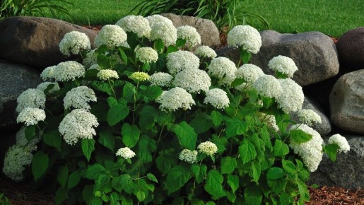 ��� ������� �������� ���������� ������ �� �������: ������� ��������� �����