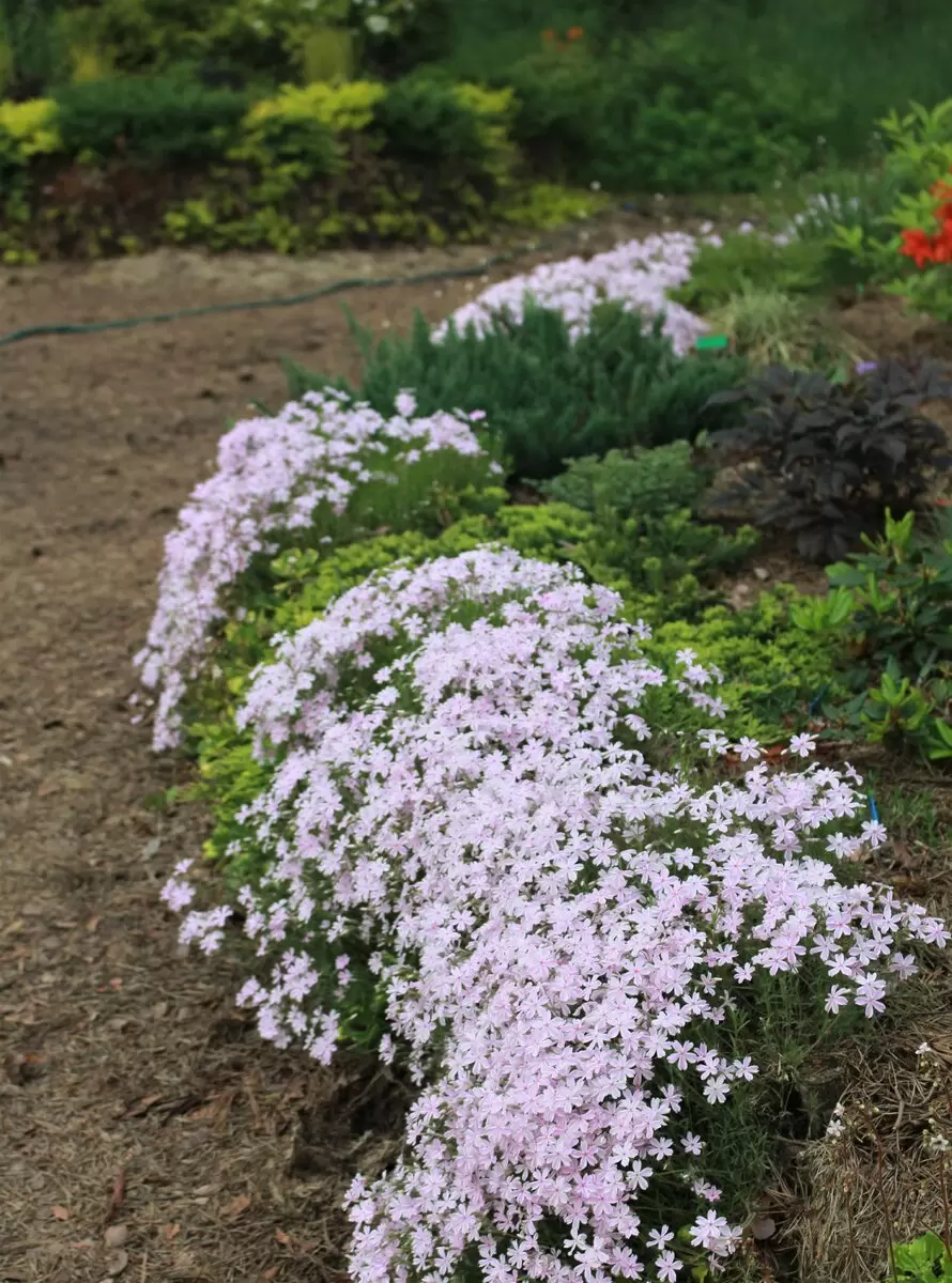 Четыре удивительных флокса для вашего сада: легкий уход и яркие оттенки