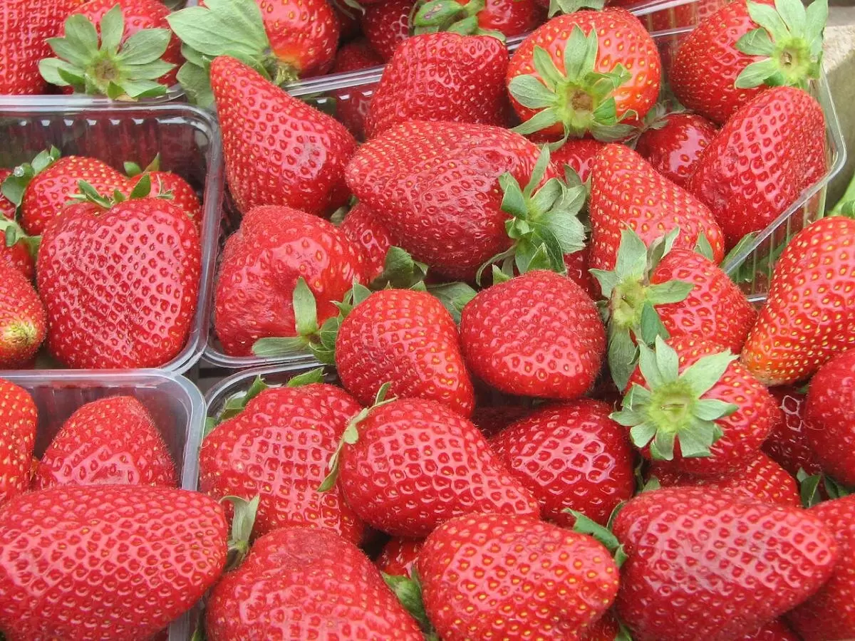 Как совместить клубнику с другими растениями: полезные советы