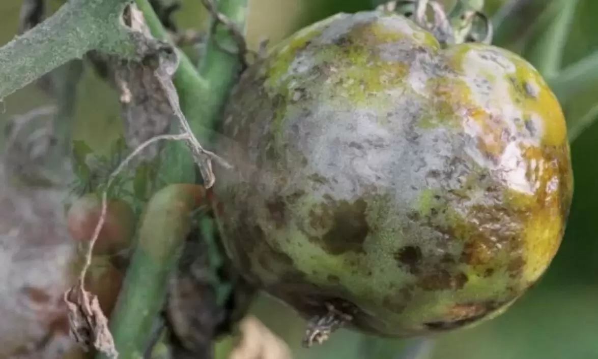 Как справиться с фитофторой: 5 шагов к спасению урожая