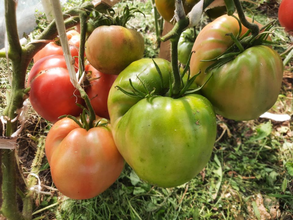 ����� ������ ������� ����� ������� �������?