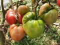Какой урожай томатов можно считать удачным?