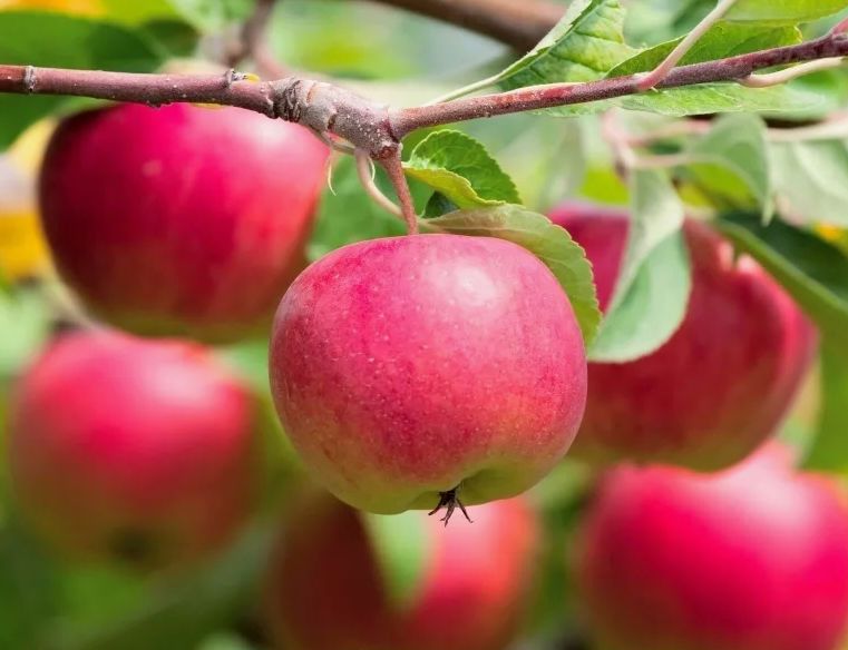 ������� �������� ������� ��������: ������������ ����� �������� ��� ������ ����