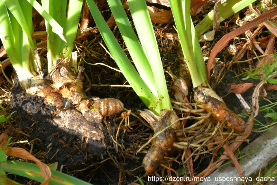 ����� �� ������ ����: ����������� �� ��� ������� �������