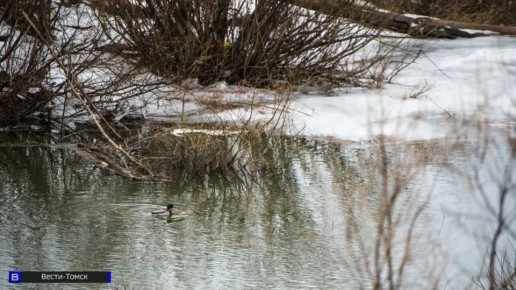 Голова ледохода на Оби в двух километрах от Кожевниково