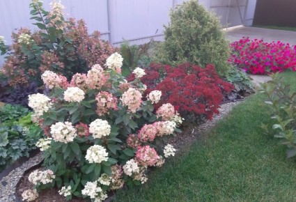 Секреты успешного ухода за гортензиями