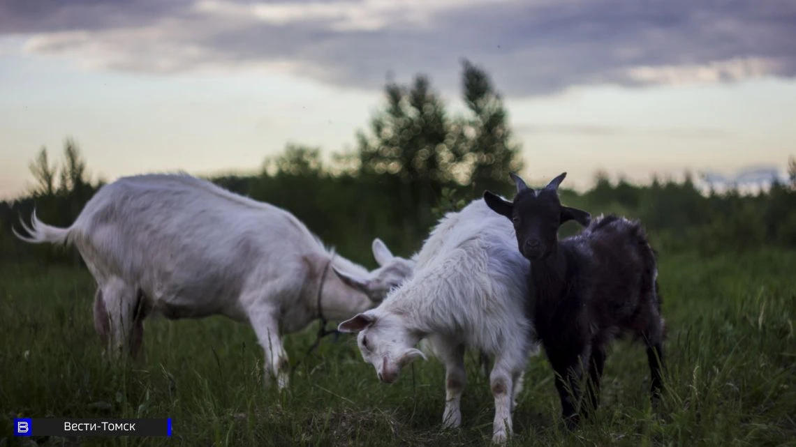 Ферма вместо Бали: тренд на сельский туризм появился в Томской области