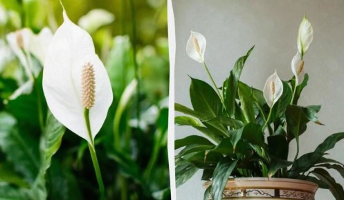 Как добиться цветения спатифиллума: советы эксперта по уходу за растениями