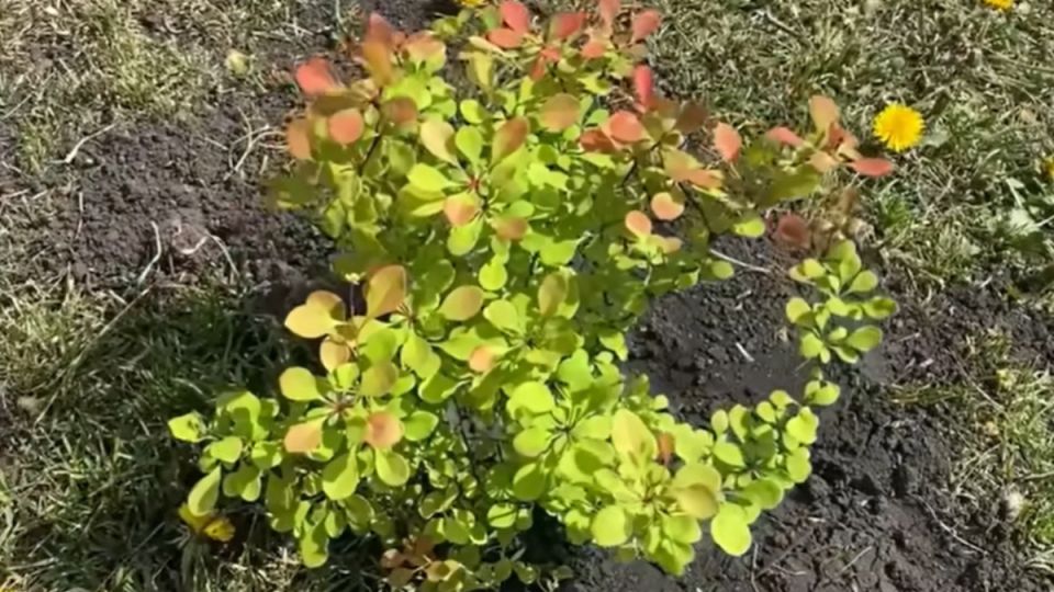 �� � �������� ��������� ��� �������: ��� ������� ������ ��� ������ ����