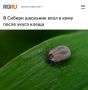 «В Сибири школьник впал в кому после укуса клеща»: Клещи в этом году особенно опасны