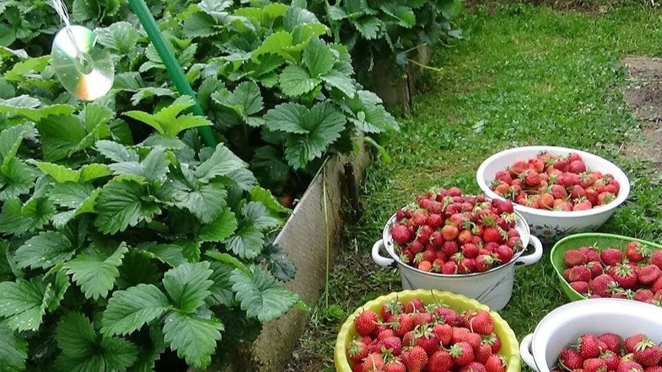 ��� �� �������� ������ ��������: ������ �� ����� � ������� � �����