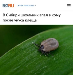 «В Сибири школьник впал в кому после укуса клеща»: Клещи в этом году особенно опасны