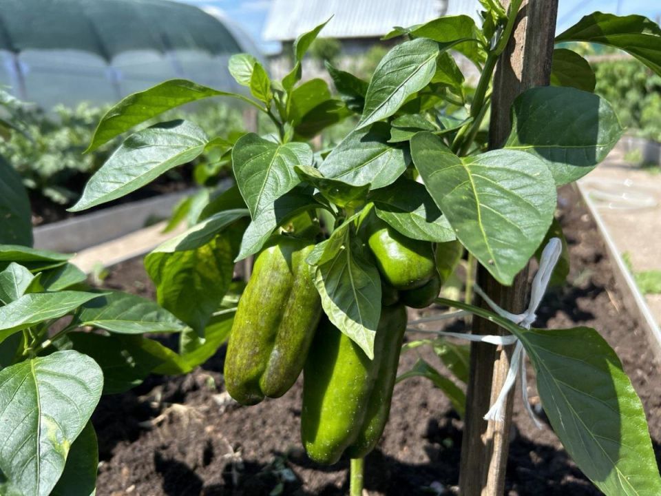 ��� ��������� ��������� �� ������: ������� �������� ������� ������