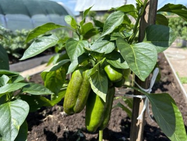 ��� ��������� ��������� �� ������: ������� �������� ������� ������