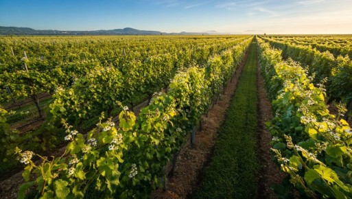 ��������� ���: �������������� � ��������� ������� � ������������