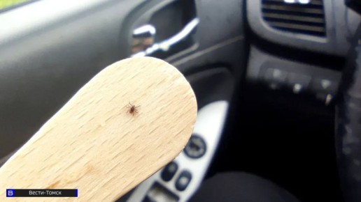 28 томичей пострадали от укусов клещей за неделю