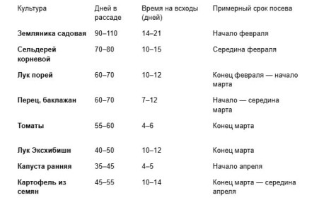Когда лучше сеять рассаду: секреты успешного урожая