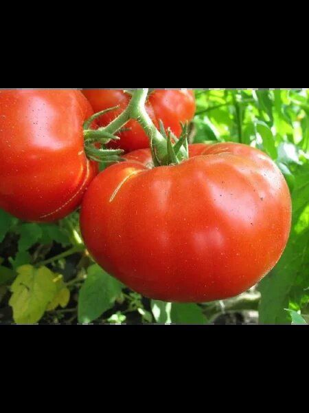 ����� ���������: ������� ������������� �������� ������