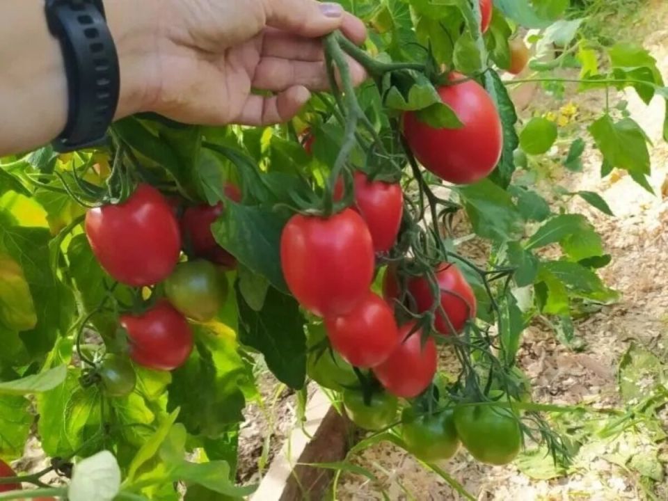 ��� ������� ��� ��������� �����������: �������� ������ �����