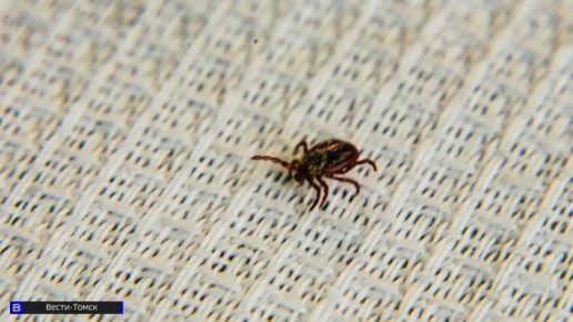 В Томске готовятся к пику клещевого сезона: пункты серопрофилактики откроются 24 апреля